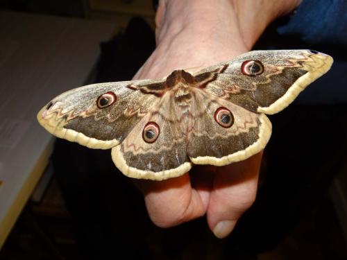 Réf. 322 901 : Saturnia pyri